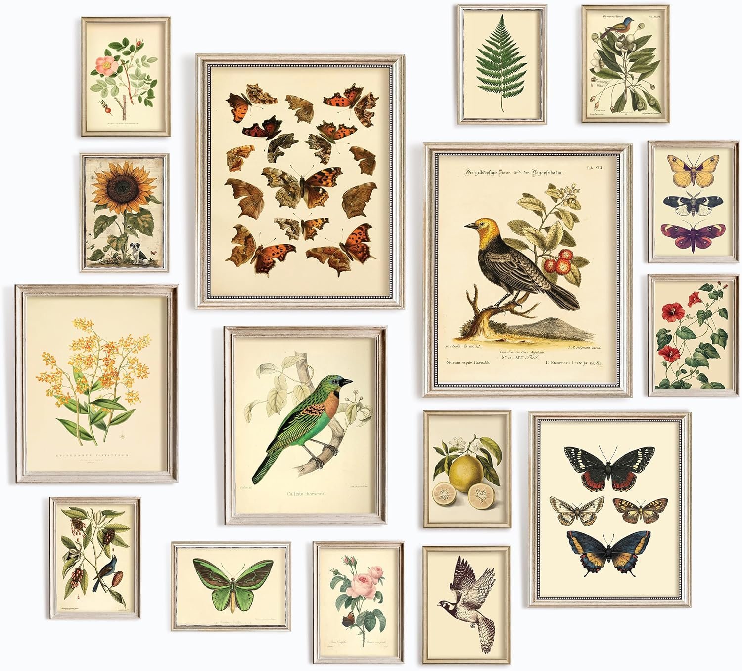 97 Decor LARGE 11×14 Vintage Botanical Wall Art Decor – Plant Posters For Room Aesthetic, Vintage Botanical Prints Nature Floral Pictures Butterfly Bird Art For Home Bedroom (Unframed)